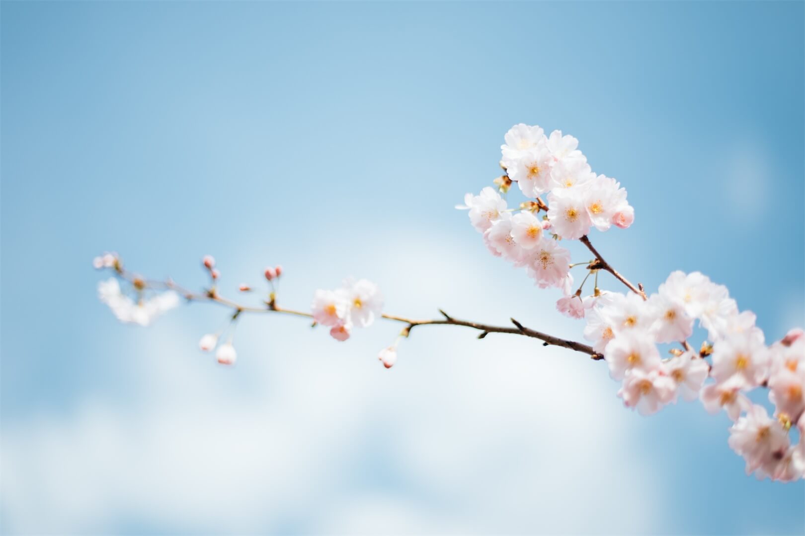 Firefox与IE已死？Chrome一统天下