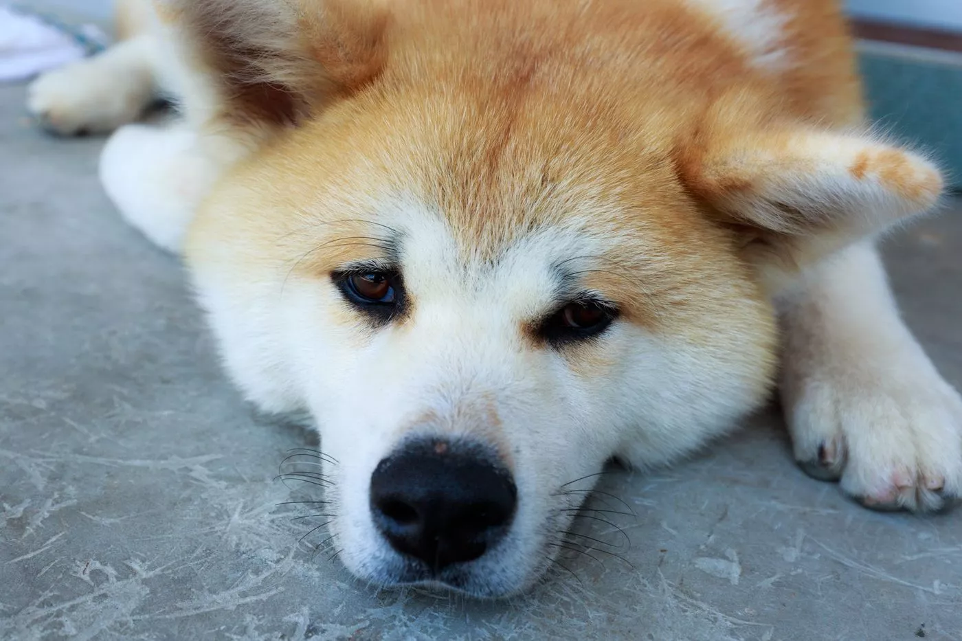 狗 / Dog